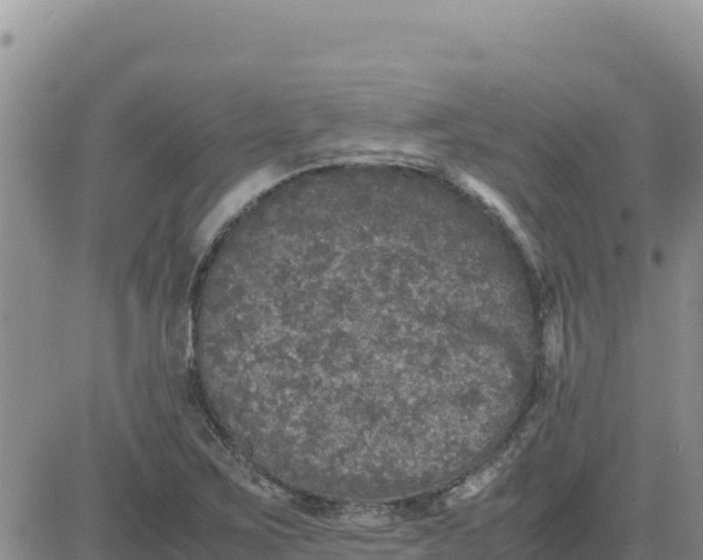 X0000080681267200612301416