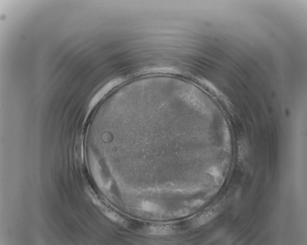 X0000080681274200612301416