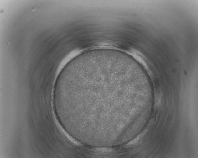 X0000080681333200612301415