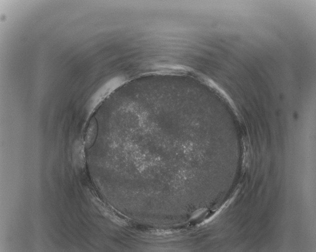 X0000080681362200612301414