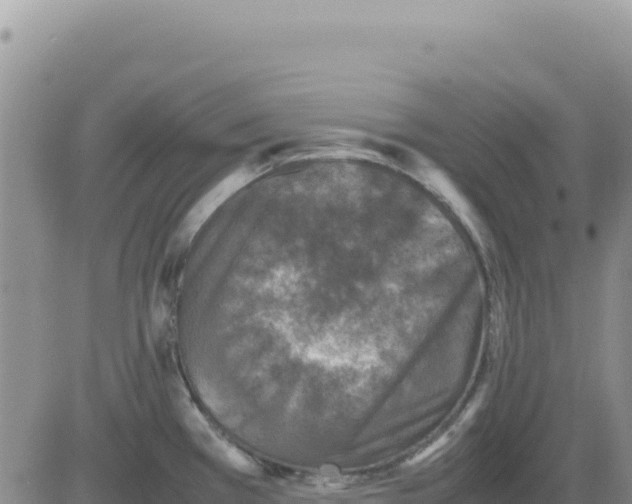 X0000080681385200612301414