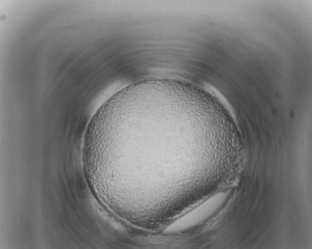 X0000080681386200612301414