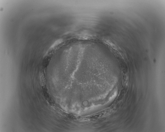 X0000080681446200612301413