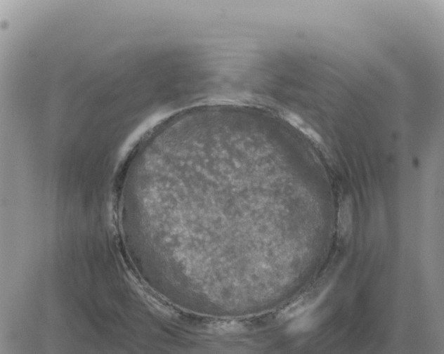 X0000080681454200612301413