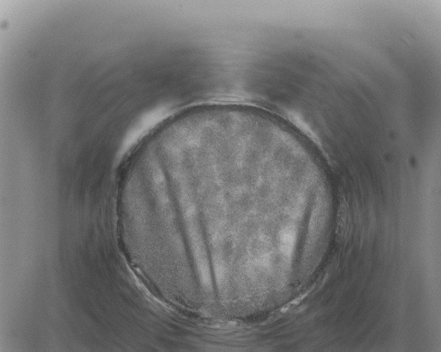 X0000080681456200612301413