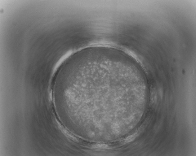 X0000080681462200612301413