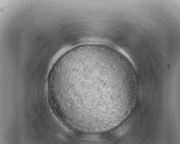 X0000080681472200612301412