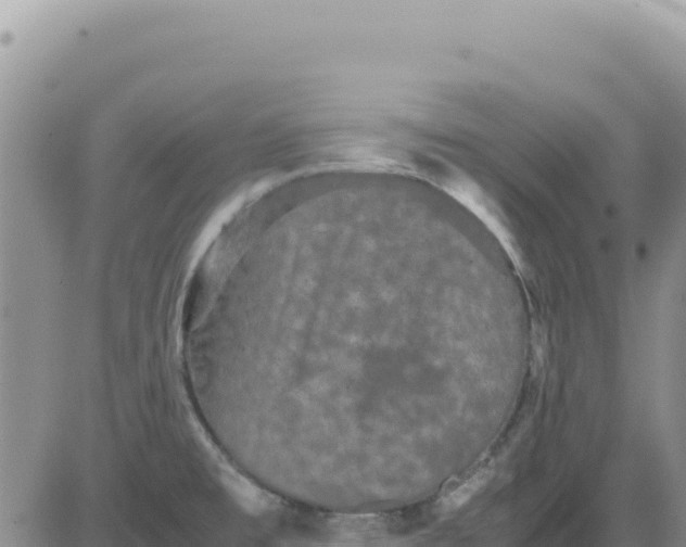 X0000080681477200612301412