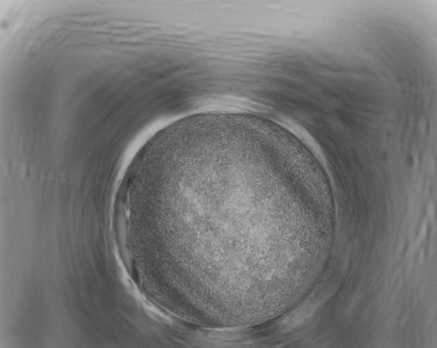 X0000080681488200612301412