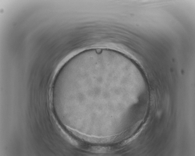 X0000080681517200612301412