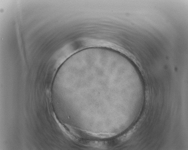 X0000080681521200612301412