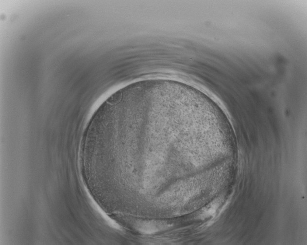 X0000080681533200612301412