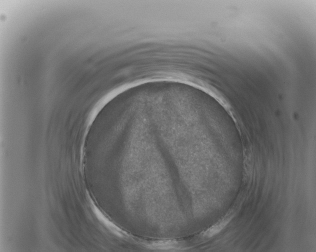 X0000080681535200612301412