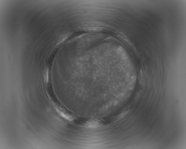 X0000080680076200701051045