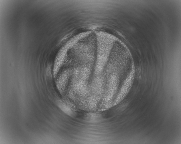 X0000080680286200701051042