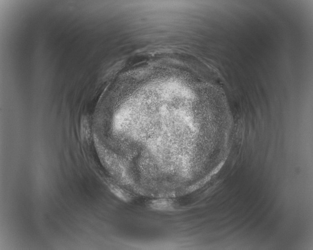 X0000080680335200701051040