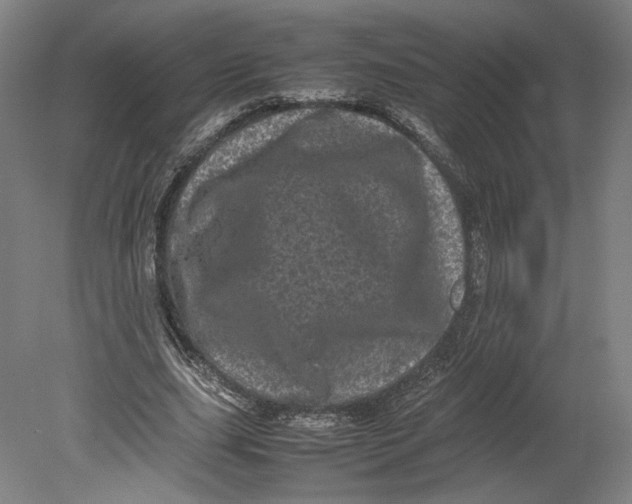 X0000080680631200701051035