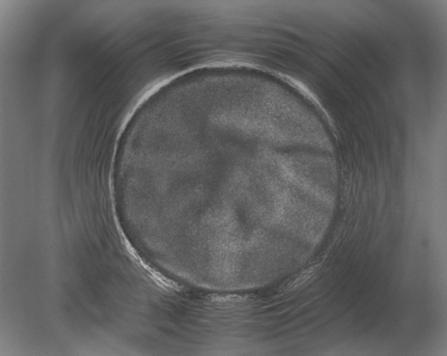 X0000080680943200701051031