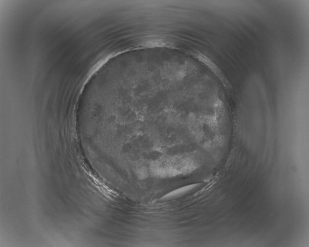 X0000080681023200701051029