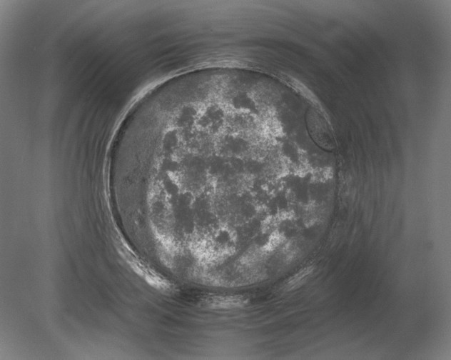 X0000080681035200701051029