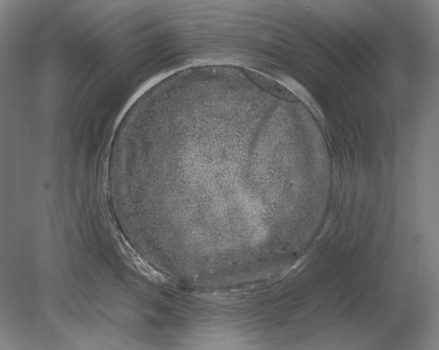 X0000080681052200701051029