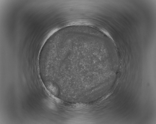 X0000080681087200701051028