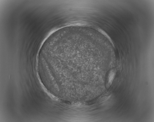 X0000080681099200701051028