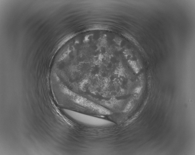 X0000080681121200701051027