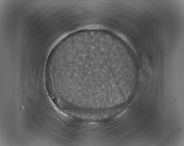 X0000080681229200701051026