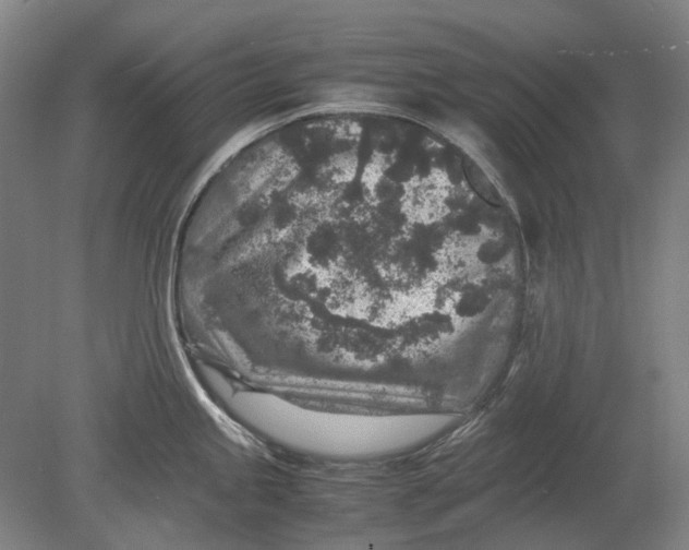 X0000080681245200701051026