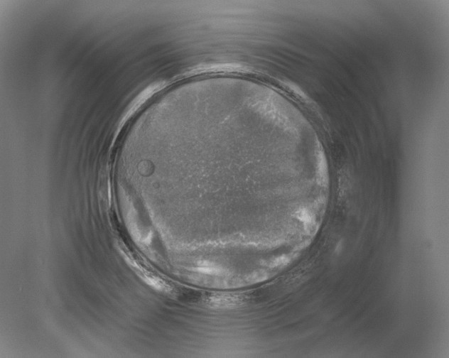 X0000080681274200701051025