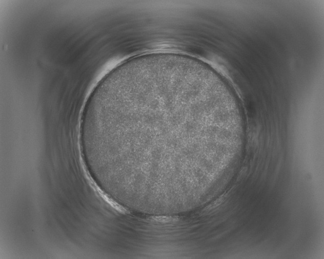 X0000080681333200701051024