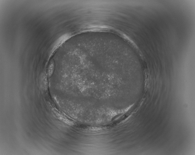 X0000080681362200701051023