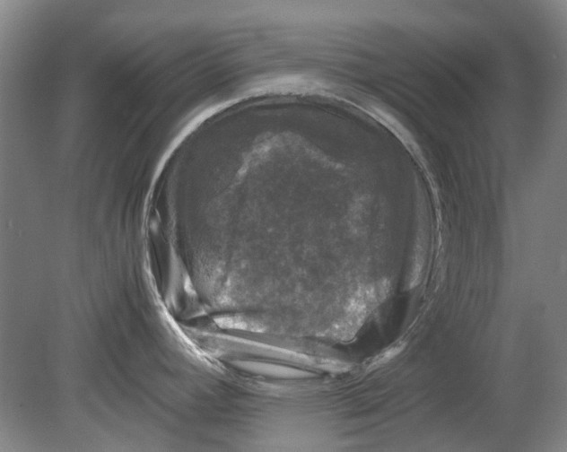 X0000080681392200701051023