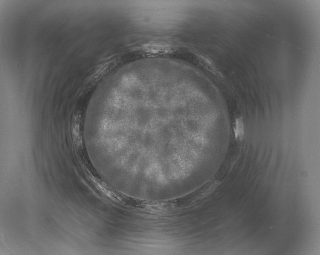 X0000080681396200701051022