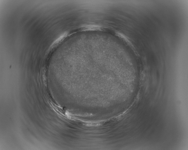 X0000080681403200701051022