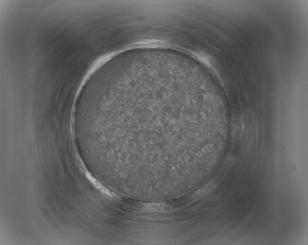 X0000080681421200701051022