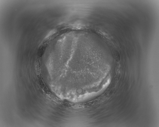 X0000080681446200701051022