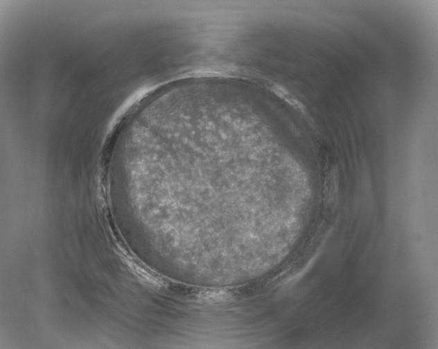 X0000080681454200701051022