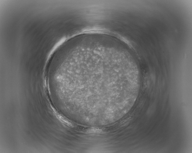 X0000080681462200701051021