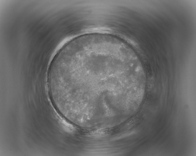 X0000080681470200701051021