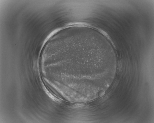 X0000080681482200701051021