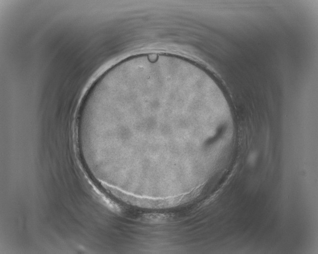 X0000080681517200701051021