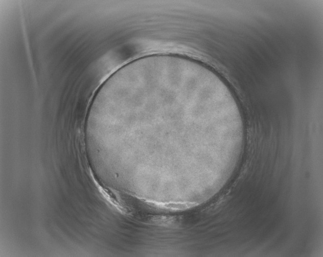 X0000080681521200701051021