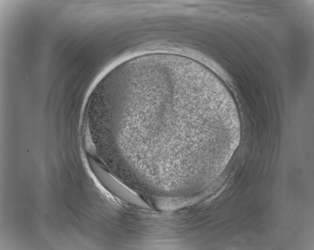 X0000080681536200701051021