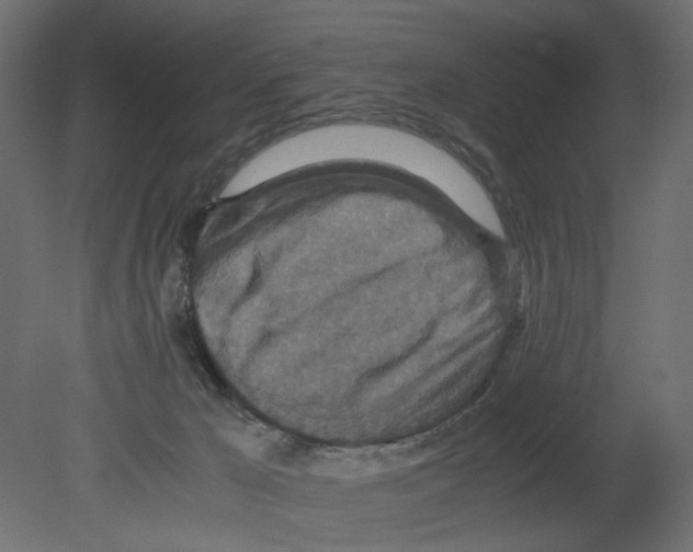 X0000080680029200701121710