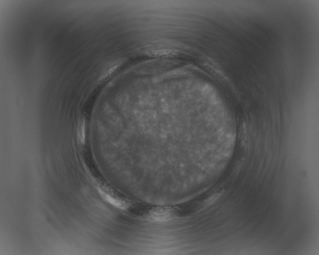 X0000080680076200701121710