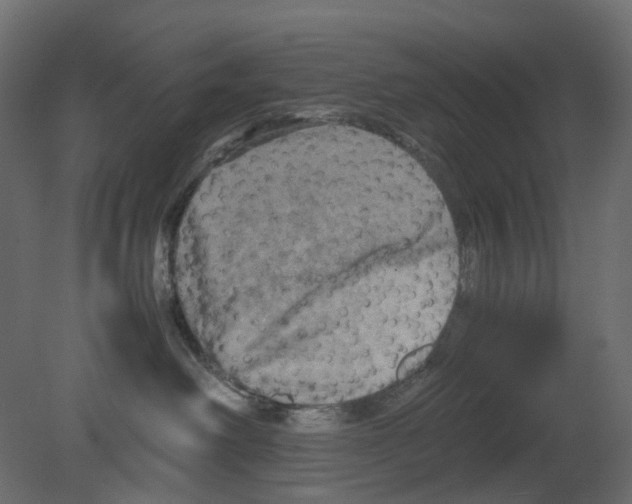 X0000080680238200701121707