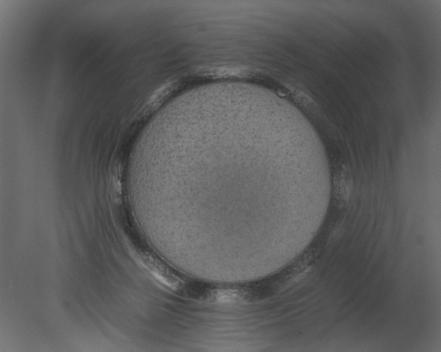 X0000080680264200701121706