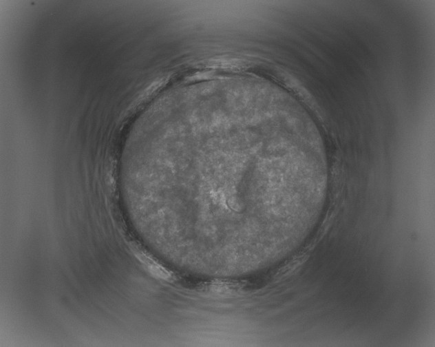 X0000080680305200701121706